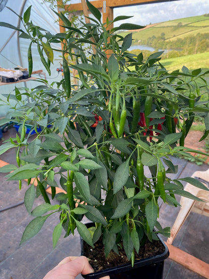 Hot Chilli Plants